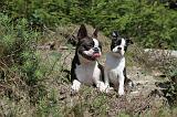 BOSTON TERRIER 139